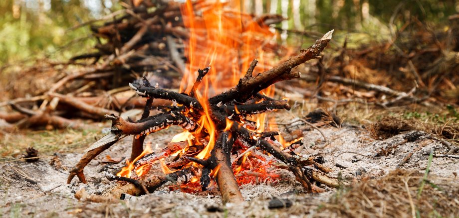 Campfire near pile of dry firewood in the forest
