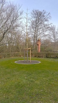 Von Hecken umsäumte Rasenfläche mit einer runden Pflanzfläche in der Mitte, in der ein junger Baum wächst. Im Hintergrund ist ein Denkmal erkennbar.