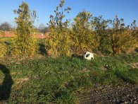 Fußball im Gras Ein Fußball liegt im hohen Gras vor Sträuchern