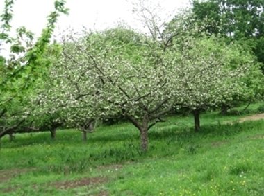 Streuobstwiese in voller Blüte