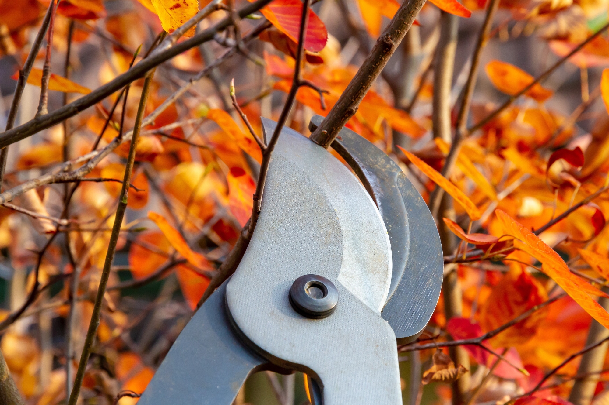 Astschere an einem Strauch