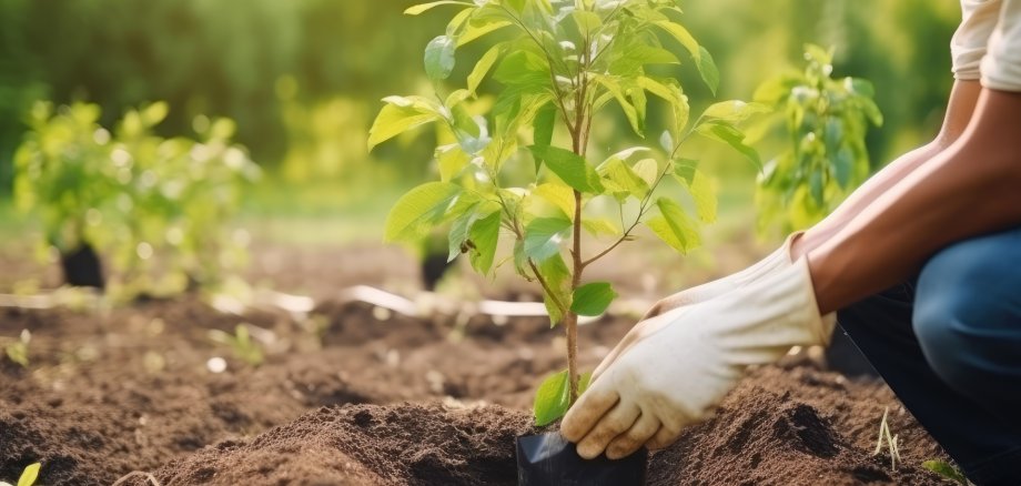 Person, die Bäume pflanzt oder in einem Gemeinschaftsgarten arbeitet, um die lokale Nahrungsmittelproduktion und die Wiederherstellung von Lebensräumen zu fördern, Konzept , created with Generative AI