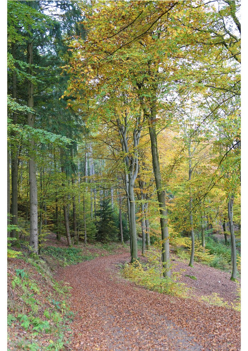 Herbstlicher Wald