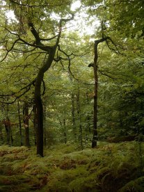 Impression aus dem Gemeindewald "Gerichtswald"