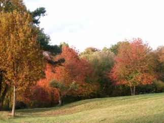 Waldrand am Geisberg