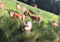 Tiere im Tierpark Eidengesäß