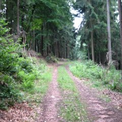 Impression des Ortsteils Geislitz - hier im Wald