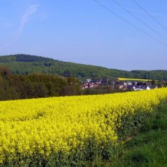 Rapsfeld in Lützelhausen