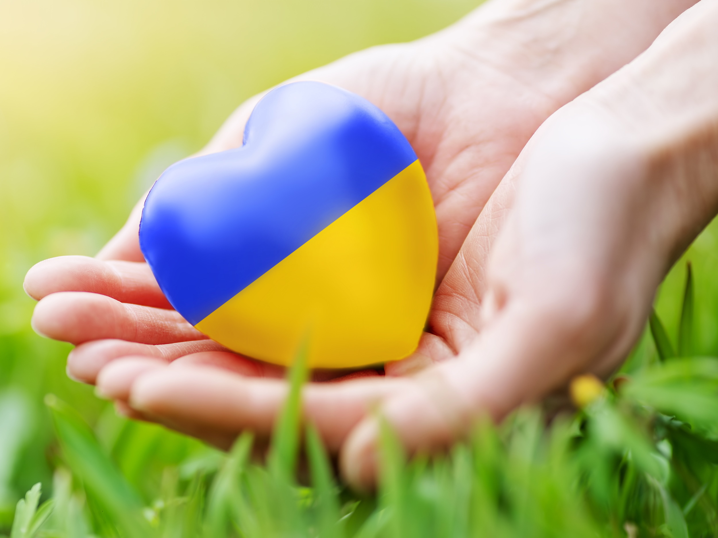 Frauenhände, die ein Herz in ukrainischen Farben halten
