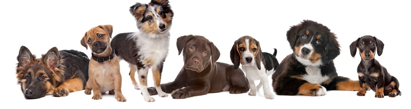 Mehrere Hunde verschiedener Rassen nebeneinander aufgestellt, von links nach rechts: Deutscher Schäferhund, Mischlingsmops, Shetland-Schäferhund, Schokoladen-Labrador, Beagle, Berner Sennenhund und ein Zwergdackel