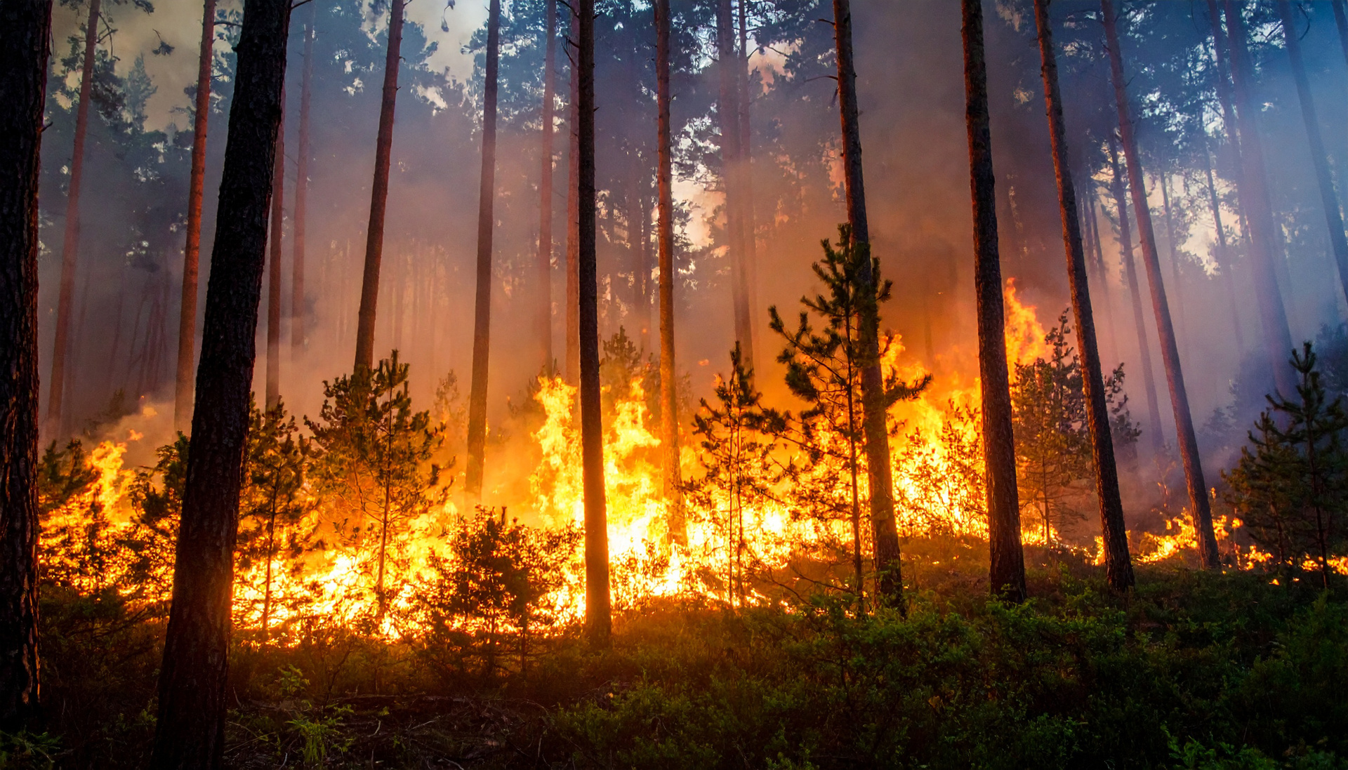 Grandes llamas, fuego y humo en un incendio en un bosque en verano en el dia mundial de la prevención de incendios forestales