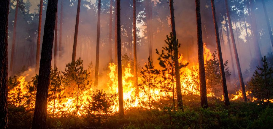 Grandes llamas, fuego y humo en un incendio en un bosque en verano en el dia mundial de la prevención de incendios forestales