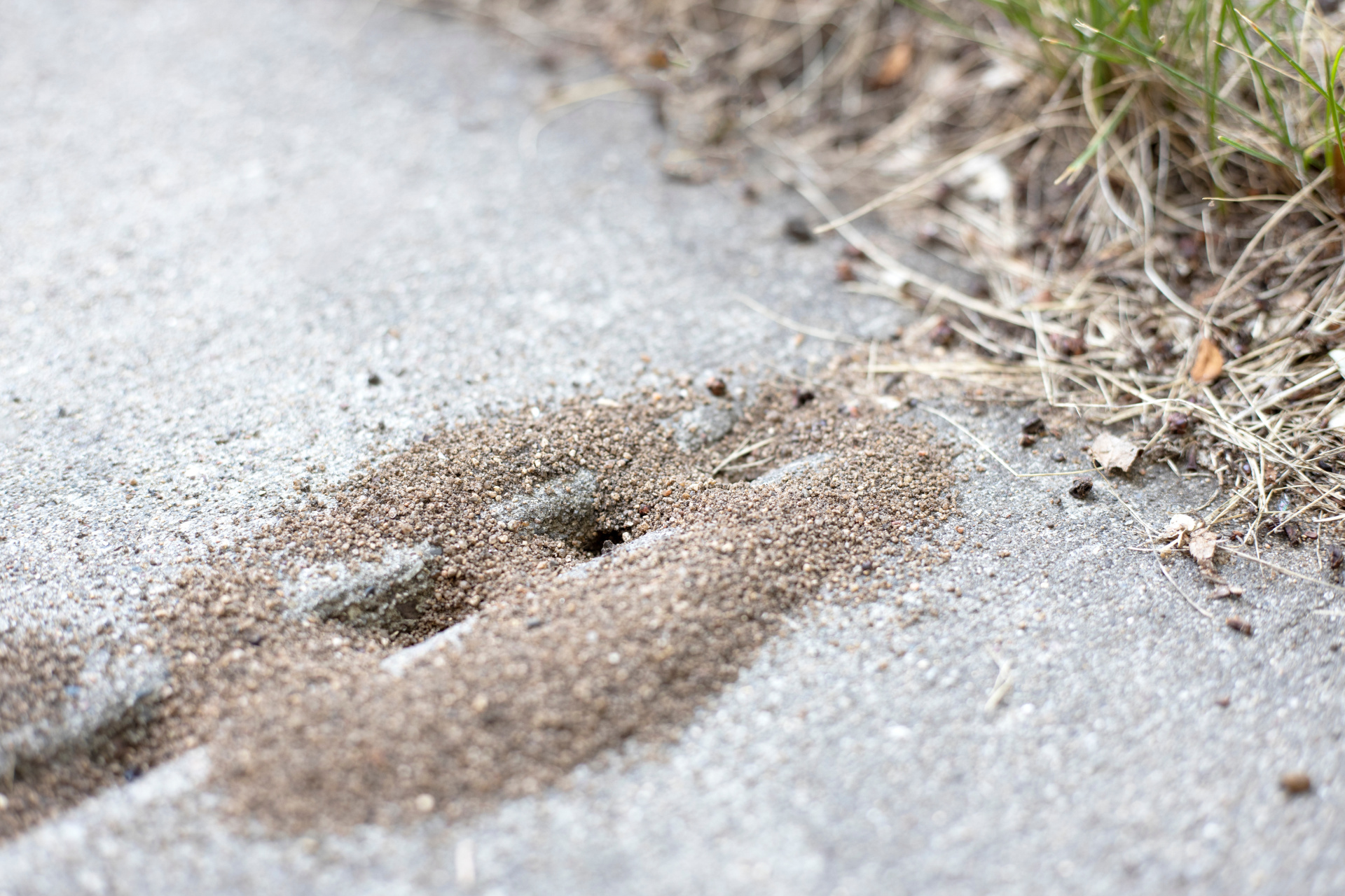 Pavement ants. Ant hill on the patio Pavement ants. Ant hill on the patio