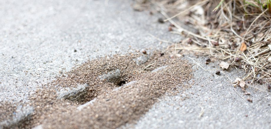 Pavement ants. Ant hill on the patio